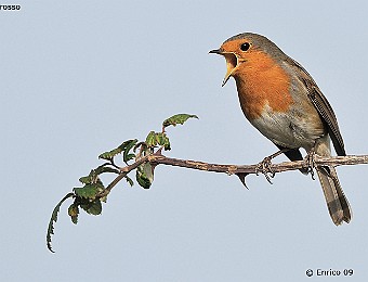 Animali 393
